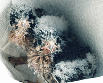 Nestling American Kestrels.