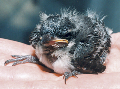 Eastern Kingbird, mid-nestling.