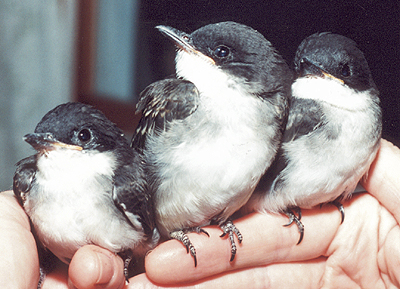 Orphaned Eastern Kingbirds, late nestlings.