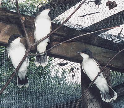 Eastern Kingbirds in the aviary, prior to release.