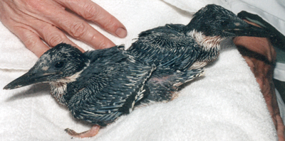 Two nestling Belted Kingfishers, orphaned when a bulldozer destroyed the nest tunnel.
