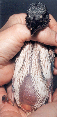 Early nestling Belted Kingfisher, view of belly.