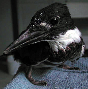 Nestling Belted Kingfisher (note the large head and small feet)