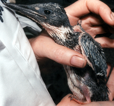 Early to mid-nestling Belted Kingfisher, side view.