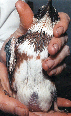 Mid-nestling Belted Kingfisher, view of belly.