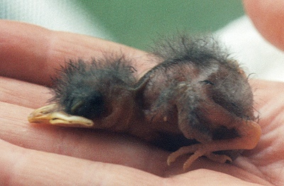 Northern Mockingbird, hatchling.