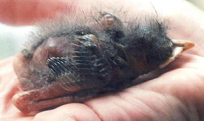 Northern Mockingbird, early nestling.