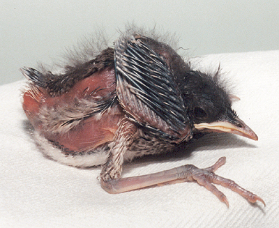 Northern Mockingbird, mid-nestling.