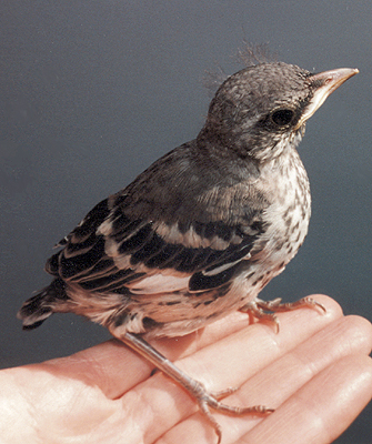 Northern Mockingbird, fledgling.