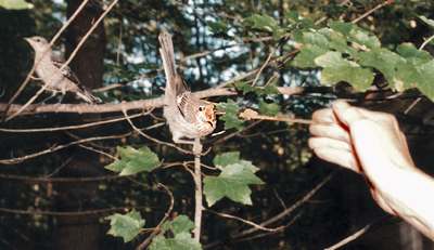 Northern Mockingbird, support feeding a released juvenile.