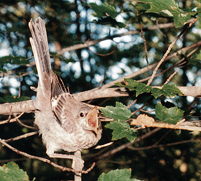 Northern Mockingbird, support feeding a released juvenile (close-up).