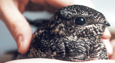 Injured Common Nighthawk, an aerial insectivore.