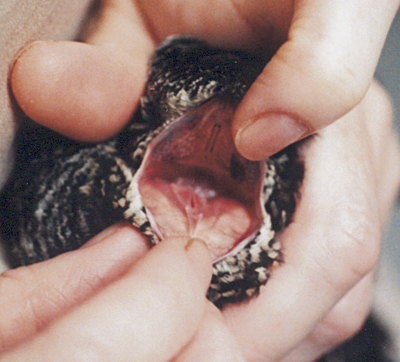 Common Nighthawk mouth, used for catching flying bugs.