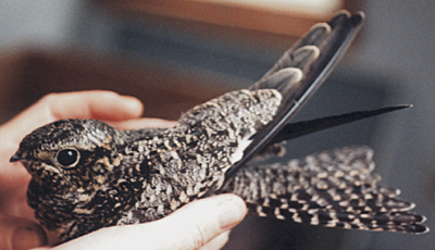 Common Nighthawk, side view.