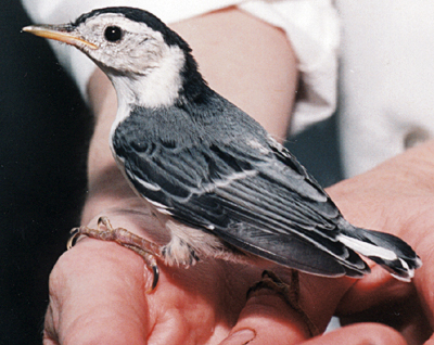 Orphaned fledgling White-Breasted Nuthatch, ready for the aviary.