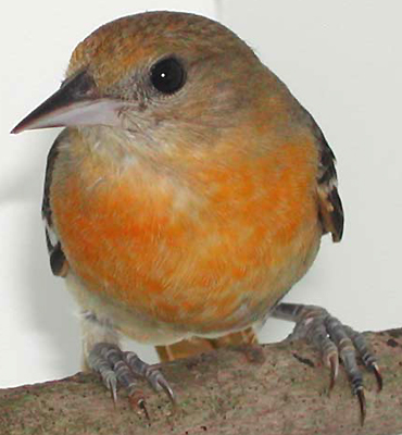 First-year female Baltimore Oriole recovering from cat attack.