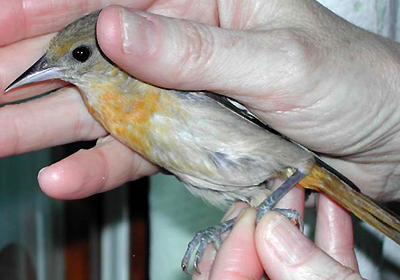 Female Baltimore Oriole, healthy, alert and recovered from cat attack, side view.