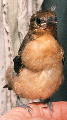 Fledgling Baltimore Oriole that has recovered from a cat attack, front view.