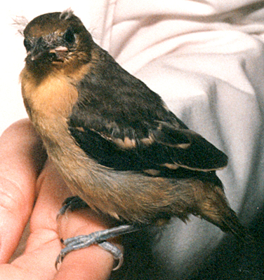 Fledgling Baltimore Oriole that has recovered from a cat attack, side view.
