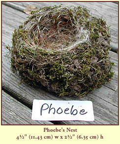 Phoebe's Nest, 4½" (11.43 cm) wide by 2½" (6.35 cm) tall.