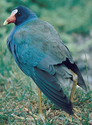 Adult male Purple Gallinule, side view showing the broken leg. (photo by Geoff Dennis)