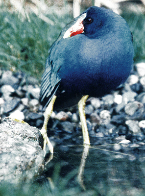 Adult male Purple Gallinule shows up in New England with a broken leg! (photo by Geoff Dennis)