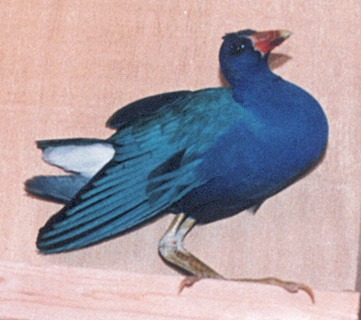 Close-up, healed Purple Gallinule in captivity.