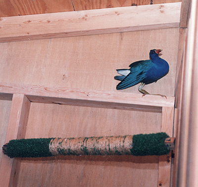 Adult Purple Gallinule, broken leg has healed, ready for release.