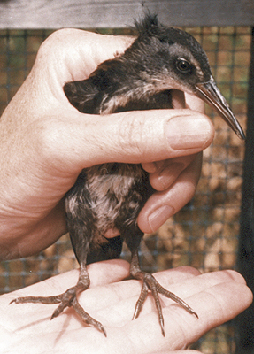 Young Virginia Rail that has recovered from cat bites.