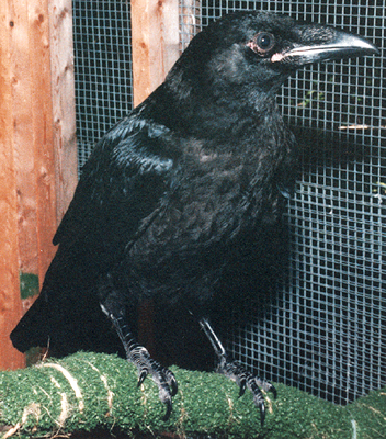 Juvenile Common Raven that has recovered from being hit by a car.