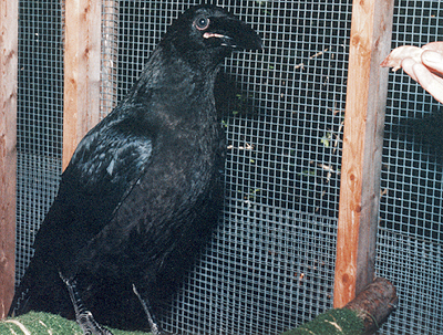 Juvenile Common Raven curious about the camera.  (Note the blue eyes.)