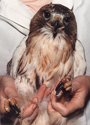 Female Red-Tailed Hawk recovering from a back injury.