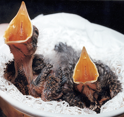 Mid-nestling American Robins, close-up view.