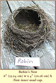 American Robin's Nest, 6" (15.24 cm) wide by 4" (10.16 cm) tall.