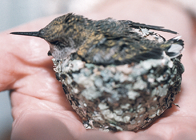 Nestling Ruby-Throated Hummingbird, in nest.