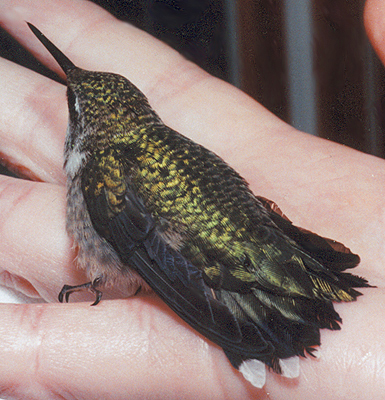 Fledgling Ruby-Throated Hummingbird.