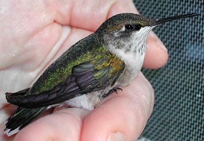 Fledgling Ruby-Throated Hummingbird that has recovered from an injury (side view).