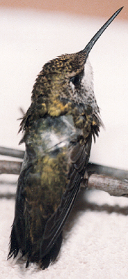 Adult Ruby-Throated Hummingbird with a bandaged wing.