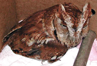 Young Rufous (red) Eastern Screech Owl, recovering from a gunshot wound.