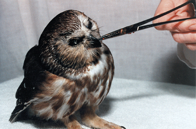 Feeding an injured adult Saw-Whet Owl.