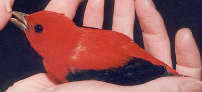 Scarlet Tanager, adult male that has recovered from an injury.