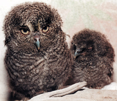 Eastern Screech Owl, nestlings.