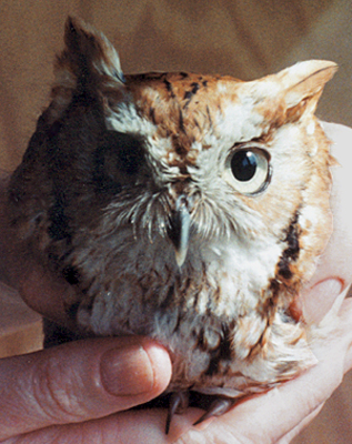 Eastern Screech Owl, red adult, recovering from a car strike.