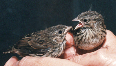 Song Sparrows, late nestlings.