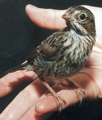 Song Sparrow, fledgling.