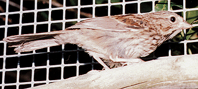 Song Sparrow, just before release.