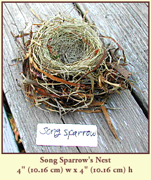 Song Sparrow's Nest, 4" (10.16 cm) wide by 4" (10.16 cm) tall.