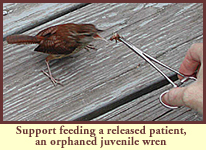 Support feeding a released patient, an orphaned juvenile wren.