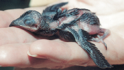 Orphaned early nestling Chimney Swift.