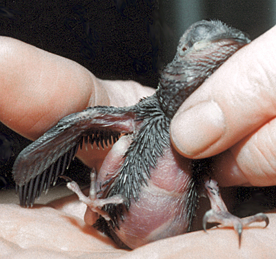 Chimney Swift, nestling, view of abdomen.